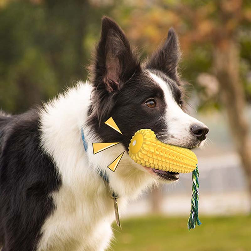 Hot Selling Large Size Corn Sh - مراجعة Corn Dog Stick وسعره